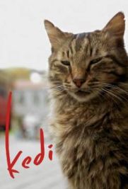 Kedi - La città dei gatti