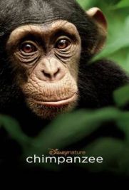 Chimpanzee